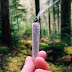 10 Places You Should Live If You Love Weed