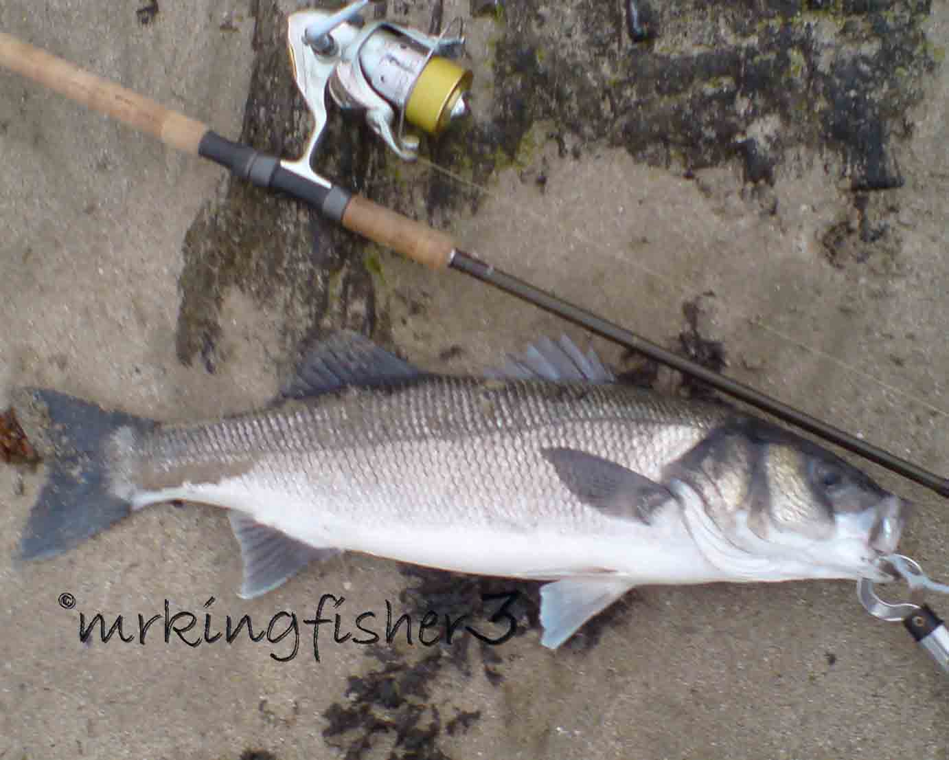 Cast, Hook and Strike. Sea Bass Fishing Blog. The Cork Harbour Sea Bass ( Solid Stocky Bass )