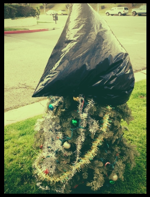 JIMSMASH ! ! ! DISCARDED CHRISTMAS TREE ON THE CURB