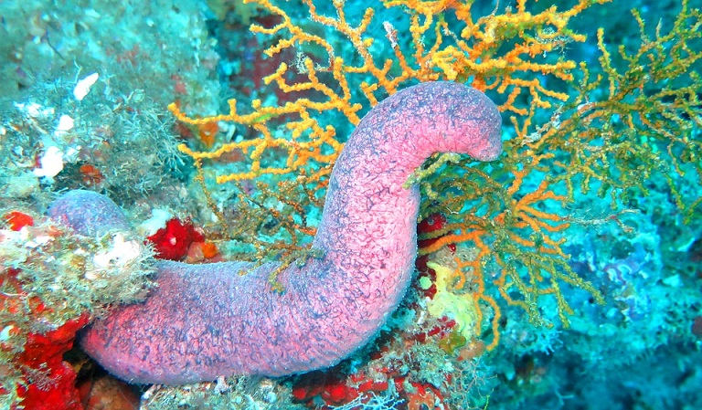 Ketimun Laut, Hewan Unik tapi Berbahaya dan Mematikan Ketimun Laut, Hewan Unik tapi Berbahaya dan Mematikan