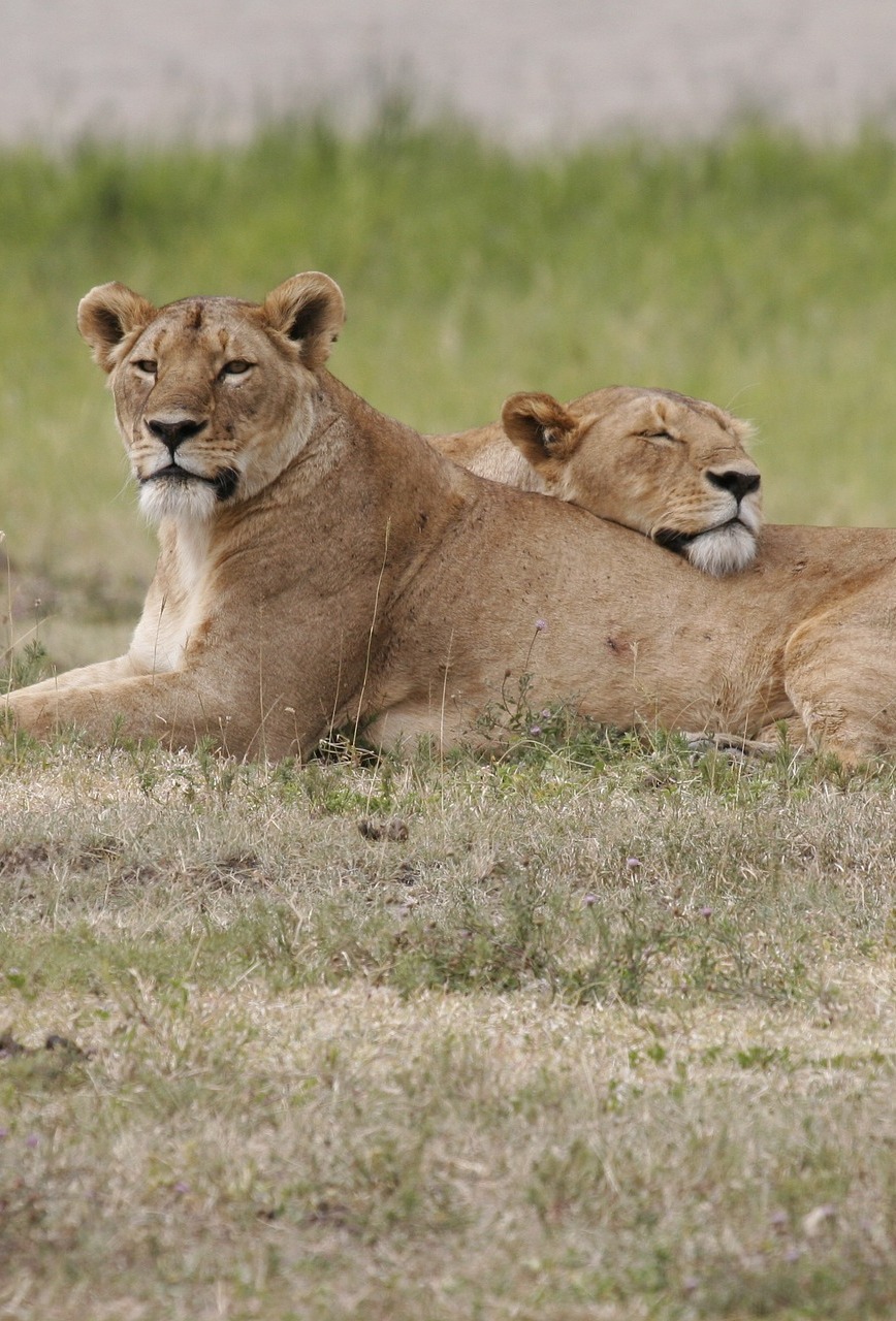 Picture of two lionesses.
