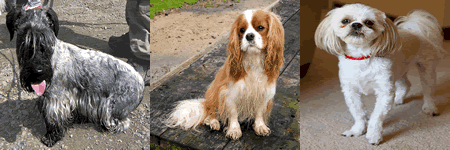 pounds dog breeds under dogs above lbs weigh between