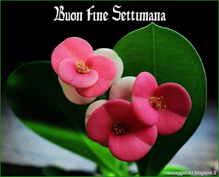 frasi buon sabato amici buon fine settimana immagini