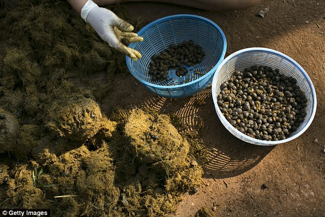 Sudah Coba ? Black Ivory Coffe Saudara Kopi Luwak, Kopi Termahal Dunia Yang Bikin Kantung Jebol Sudah Coba ? Black Ivory Coffe Saudara Kopi Luwak, Kopi Termahal Dunia Yang Bikin Kantung Jebol
