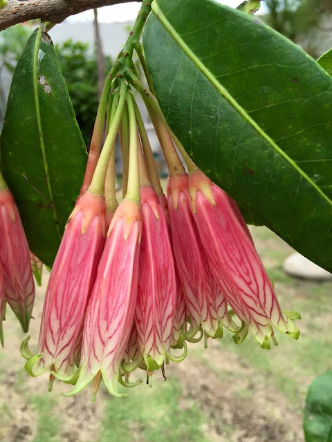 Agapeyes Megacarpa in Full Bloom Pictures  