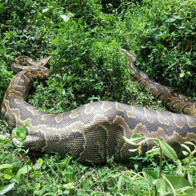 LIVE FROM THE WILD; A GIANT PYTHON SEEN TODAY SWALLOWED A PREY AT ...
