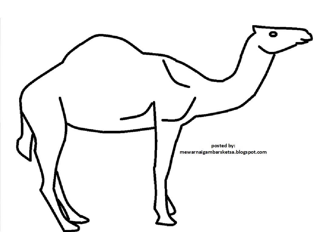 Terkini 10+ Gambar Sketsa Hewan Unta