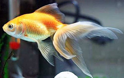 Ikan Mas Koki Fantail Gambar Ikan Mas Koki Fantail