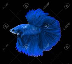 fish images