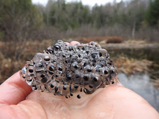 A mass of wood frog eggs being cradled in a hand