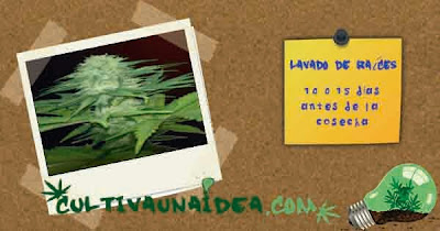 lavado raíces cannabis lavado raíces cannabis