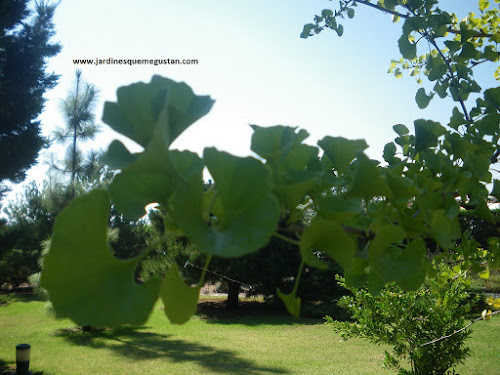 Ginkgo biloba en el Arboreto del Carambolo