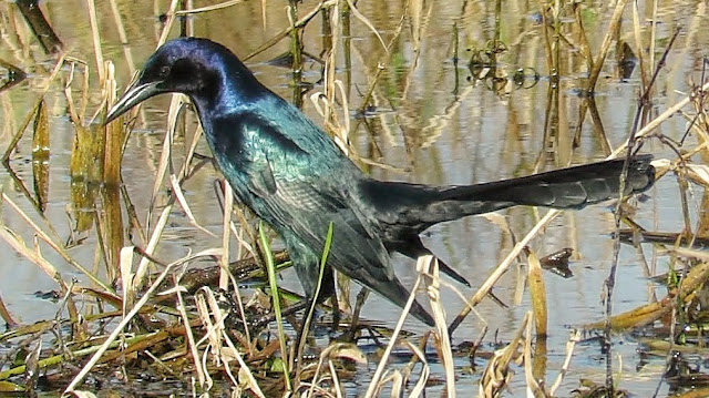 Beautiful Boat Tailed Grackle