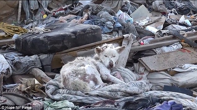White Wolf : Left To Die In A Trash Heap, Abandoned Dog Gets Remarkable  Second Chance (Video)
