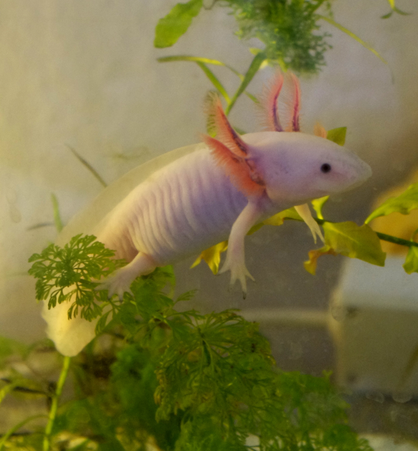 Axolotl