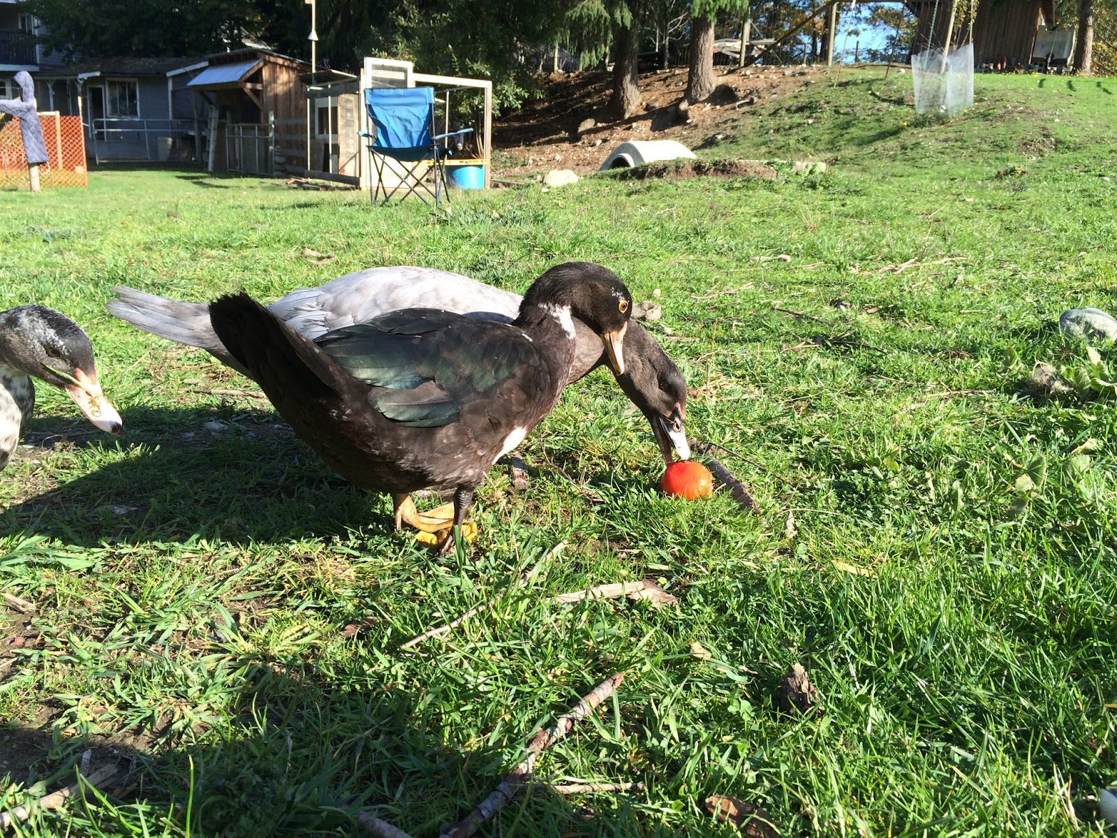 Into Left Field Duck Duck Duck Tomato!