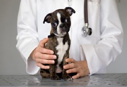 Perro Maniia Qué Hacer Cuando Un Perro Consume Bicarbonato De Sodio