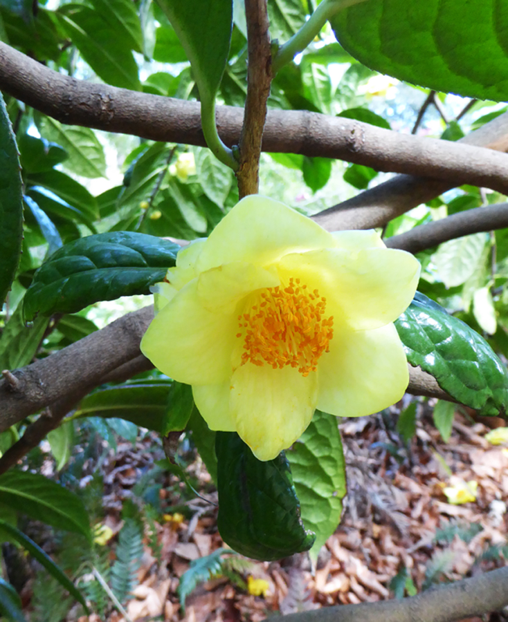 mycamerandme365 Yellow Camellia mycamerandme365 Yellow Camellia