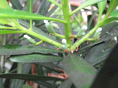 PODOCARPUS MACROPHYLLUS ( BUDDHIST PINE) PODOCARPUS MACROPHYLLUS ( BUDDHIST PINE) picture