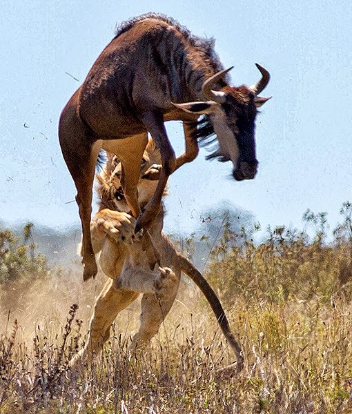 Ramblings by Alexis: Wildebeest Escapes Lioness Attack in ...