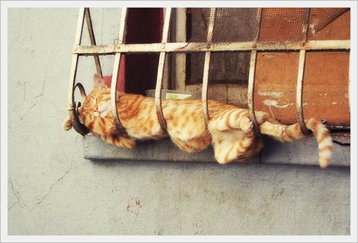 Twenty2december™ : The 10 Most Awkward Cat Sleeping Positions