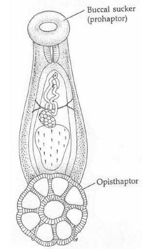 platyhelminthes opisthaptor