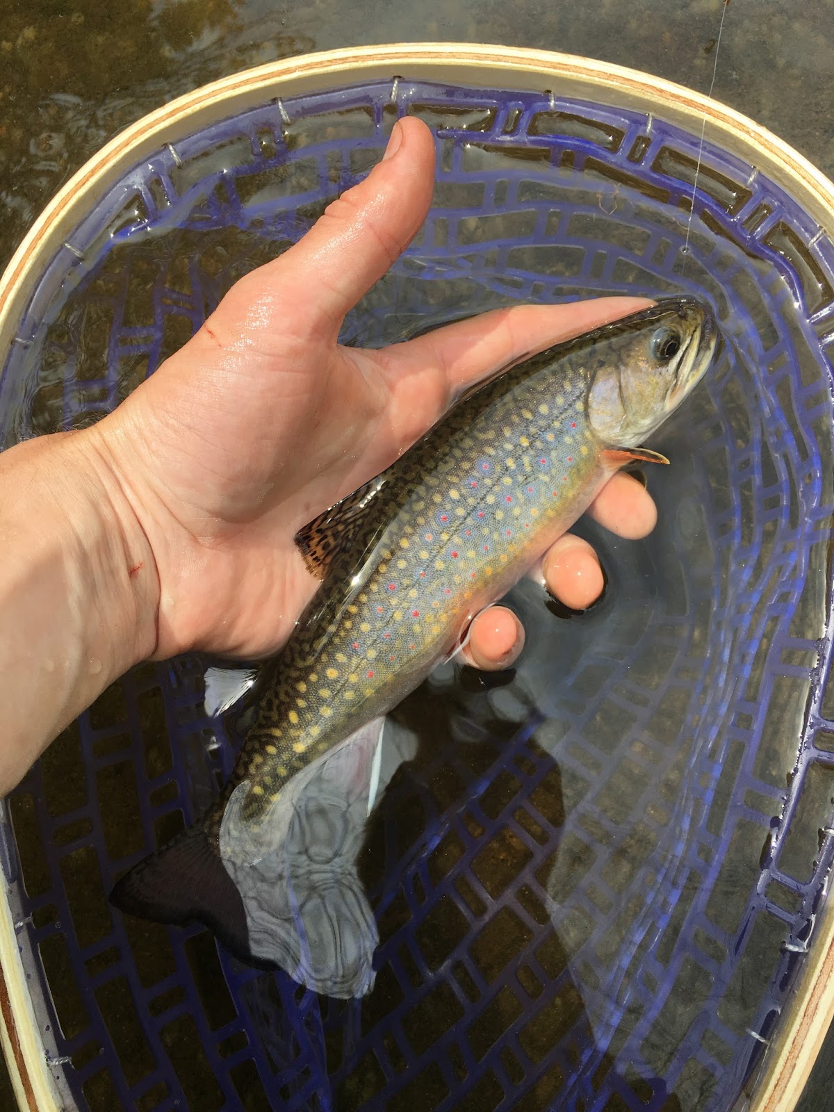 Trout Stream Day Dreams Bushwhacking for a Big Brookie