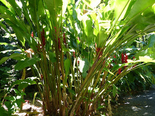 Heliconia rouge de la Réunion Heliconia rouge de la Réunion