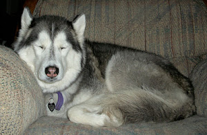 Too Darn Cute - 2nd place