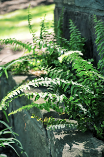 fern