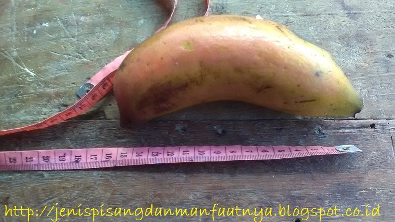 Ciri Ciri Pisang Kidang Gambar Ciri Ciri Pisang Kidang