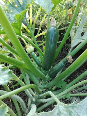 Orto di settembre: zucchine senza fine Orto di settembre: zucchine senza fine