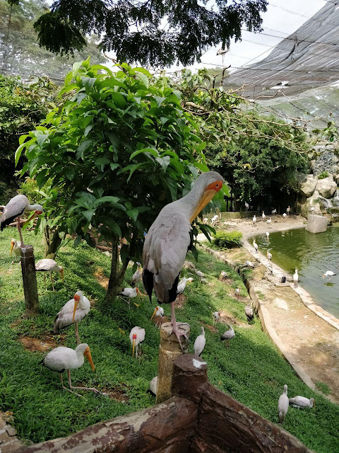 Pengalaman ke Taman Burung Negara Kuala Lumpur 