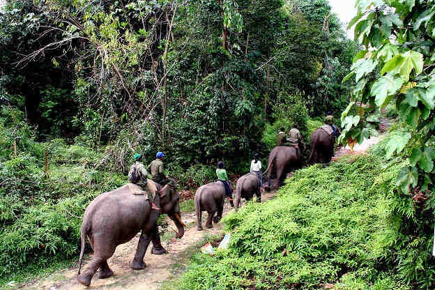 Taman Nasional Tesso Nilo : Surga Keanekaragaman Hayati Sumatera