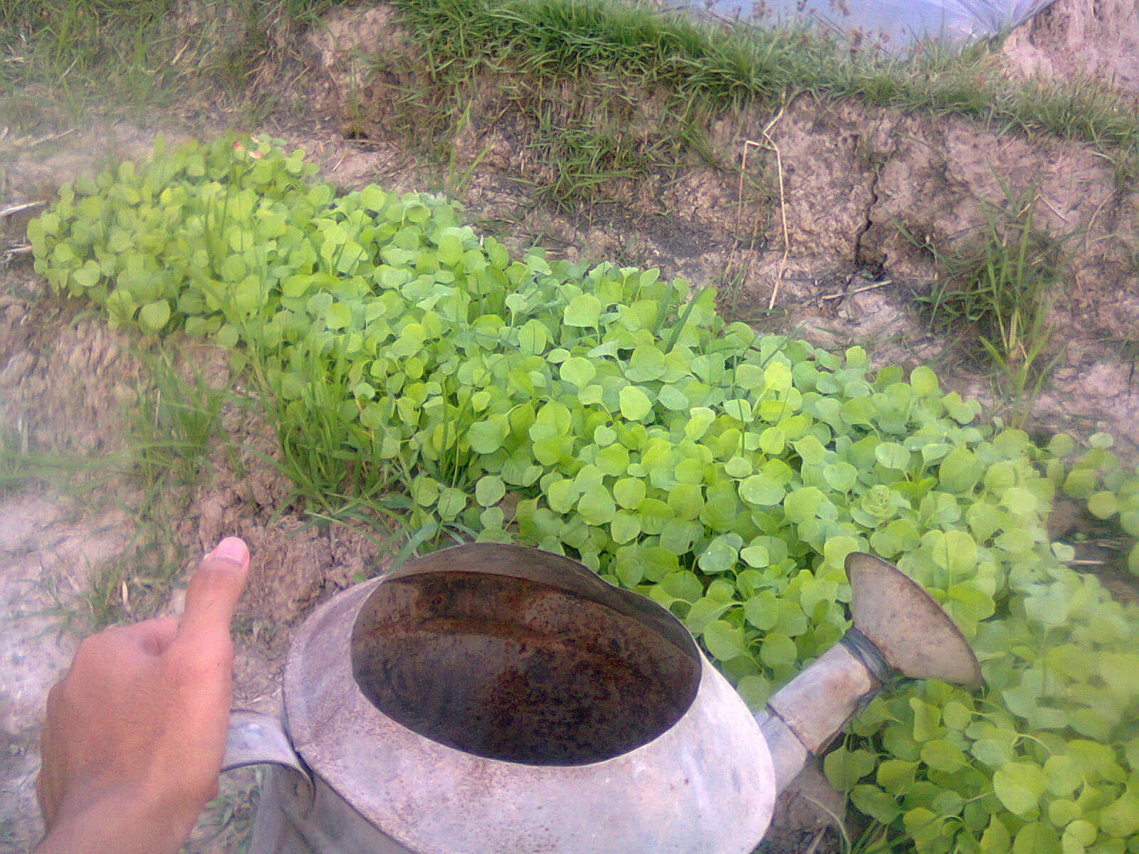 cara penyemaian bibit bayam dan kangkung secara benar cara penyemaian bibit bayam dan kangkung secara benar