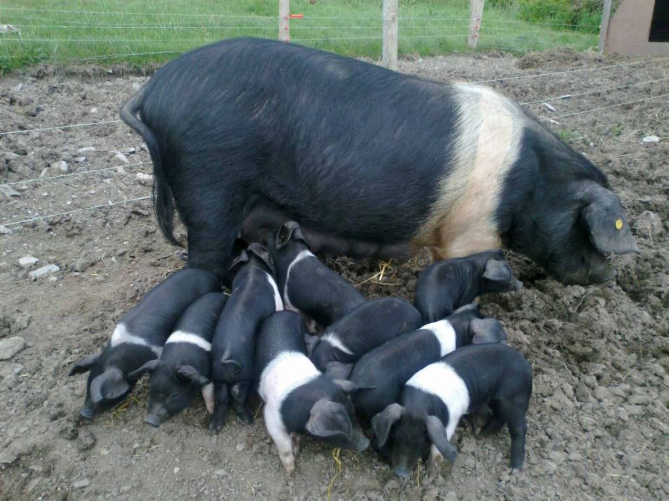 Baltimore’s Saddleback Pig Company