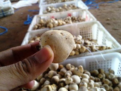 Image Result For Bibit Jamur Merang Image Result For Bibit Jamur Merang