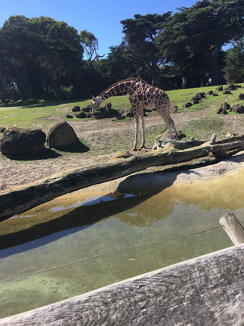 Adorable giraffe Sweet adorable giraffe