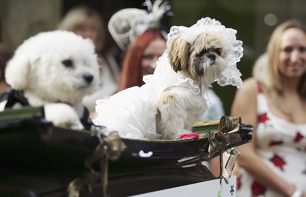 9 dicas para seu shih tzu participar do seu casamento