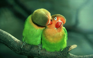 love_birds_hd_widescreen_wallpapers.jpeg