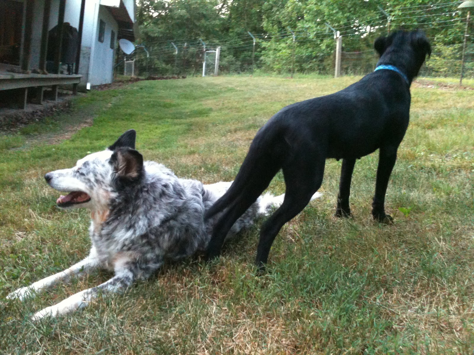 Best Treats for Your Dog and other Doggie Stuff Franki the Blue