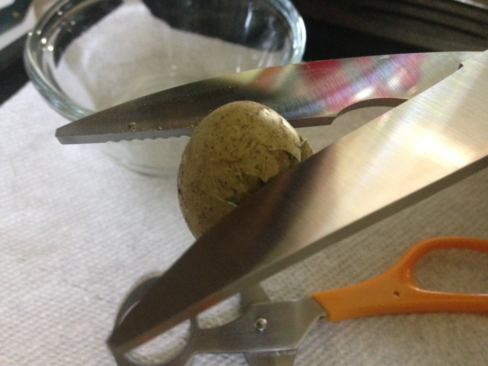 Midnight Acres Farm How to Crack a Quail Egg