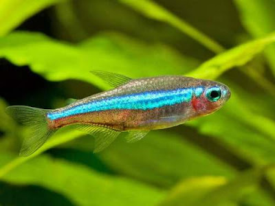 Kelompok ikan Tetra merupakan ikan dari famili Characidae Jenis Ikan Tetra ( Neon Tetra-Cardinal Tetra ) 