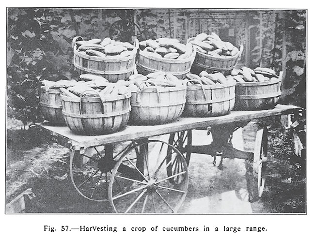 Forcing Winter Vegetables Forcing Winter Vegetables
