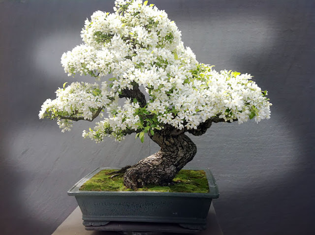 cuanto cuesta un bonsai mayogi cuanto cuesta un bonsai mayogi