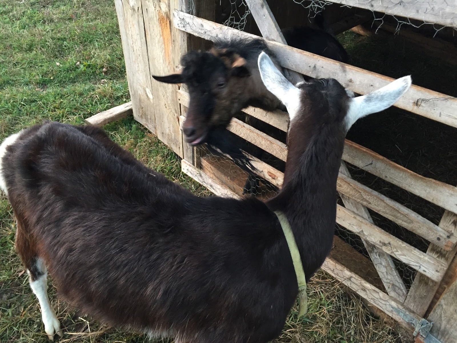 Cotton Hill Creamery