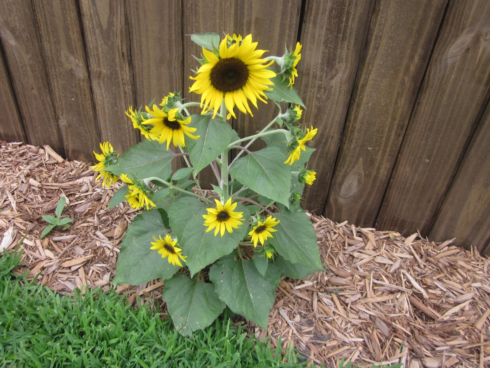 An Urban TexMex Garden Dwarf sunflower