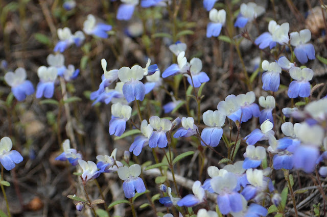 small blue and white flowers