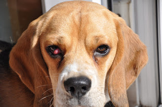 Ojos de cereza en su perro beagle Antes de discutir el tratamiento de ojo de cereza en su perro Beagle, primero vamos a definir lo que es Eye Cherry o ojo de cereza