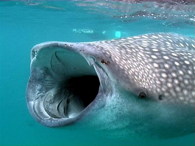 أوسع و أكبر فم في العالم يتمتع به القرش الحوت إليك عجائب هذا